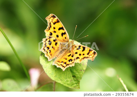 黃鉤蛺蝶 29355674