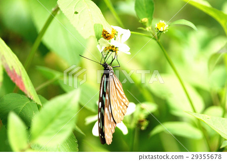 Butterfly Butterfly 29355678