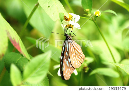 絹斑蝶 29355679