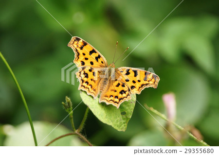 黃鉤蛺蝶 黃鉤蛺蝶 29355680