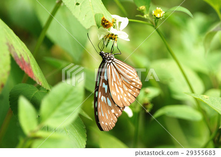 絹斑蝶 絹斑蝶 29355683