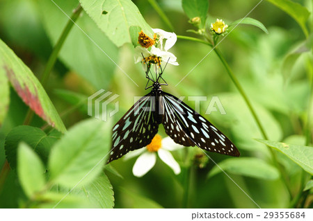 絹斑蝶 絹斑蝶 29355684