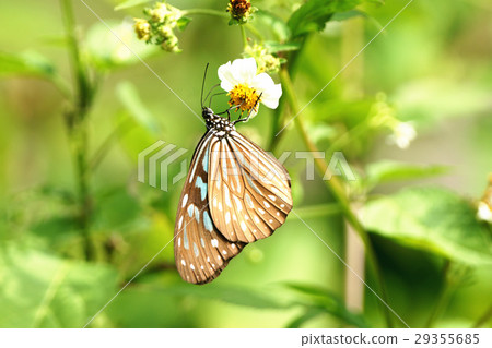 絹斑蝶 29355685