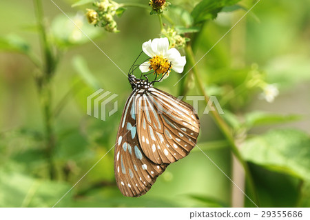 絹斑蝶 29355686
