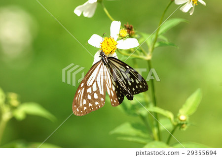 絹斑蝶 29355694
