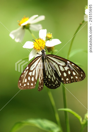 絹斑蝶 絹斑蝶 29355695