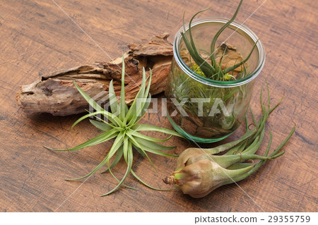 空氣植物和玻璃容器內部綠色 29355759