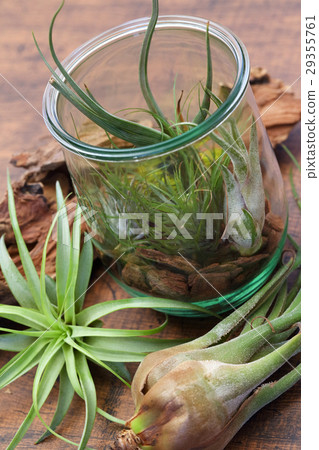 Interior green of Air plants and terrariums Interior green of Air plants and terrariums 29355761