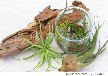 Interior green of Air plants and terrariums 29355896