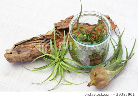 空氣植物和玻璃容器內部綠色 空氣植物和玻璃容器內部綠色 29355901