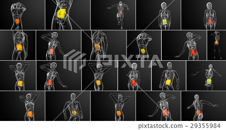 3d rendering illustration of the small intestine 3d rendering illustration of the small intestine 29355984