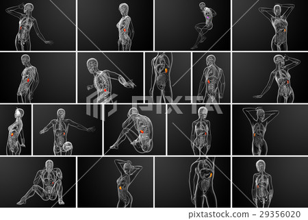 3d rendering medical illustration of the spleen 3d rendering medical illustration of the spleen 29356020