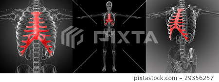 3d rendering medical of the sternum and cartilage 29356257