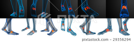 3d rendering medical illustration of midfoot bone 29356294