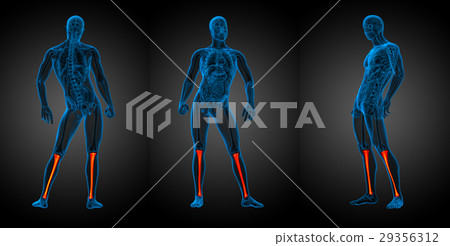 3d rendering medical illustration of  tibia bone 29356312