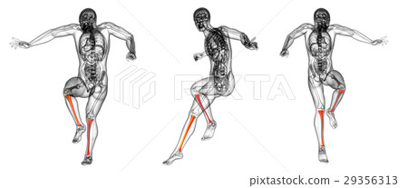 3d rendering medical illustration of the tibia 3d rendering medical illustration of the tibia 29356313