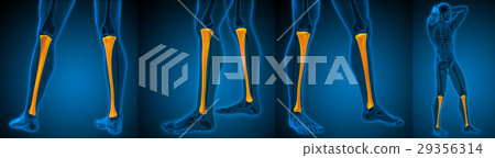 3d rendering medical illustration of the tibia 3d rendering medical illustration of the tibia 29356314