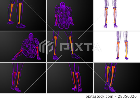 3d rendering medical illustration of tibia bone 3d rendering medical illustration of tibia bone 29356326