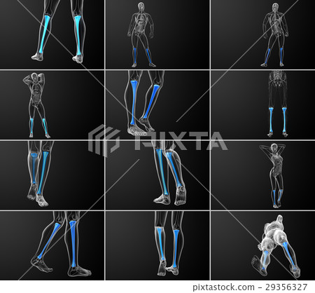 3d rendering medical illustration of  tibia bone 29356327