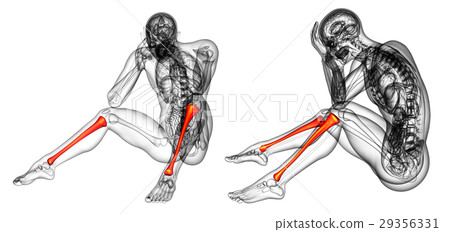 3d rendering medical illustration of the tibia 3d rendering medical illustration of the tibia 29356331