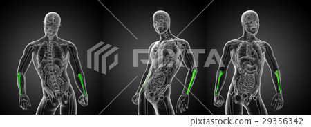 3d rendering medical illustration of the ulna bone 29356342