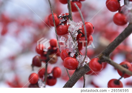 Miyama Umodokodo拿著冰 29356595