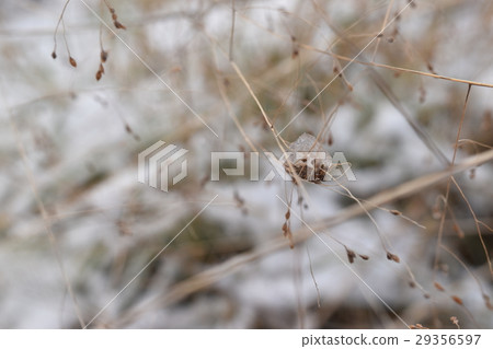 Dead Seban Sorghum with Ice 29356597