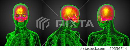 3d rendering medical illustration of upper skull 3d rendering medical illustration of upper skull 29356744