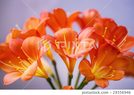 Clivia, closeup of the flowers 29356946