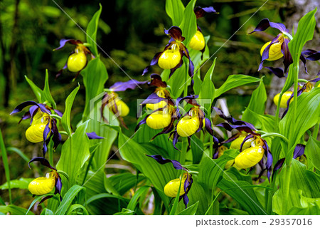 lady slipper orchid, wildflower in Germany lady slipper orchid, wildflower in Germany 29357016