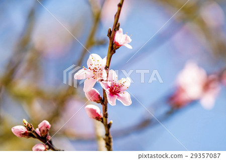 Peach blossom in spring in Germany Peach blossom in spring in Germany 29357087