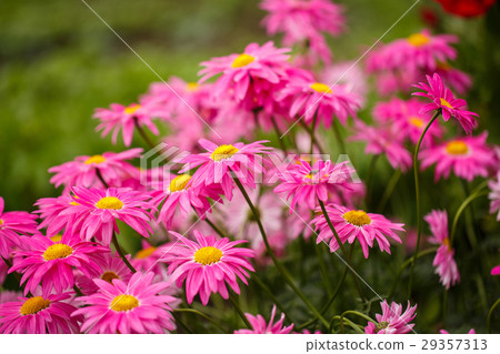 family pink flowers bloom family pink flowers bloom 29357313