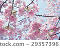 Cherry Blossoms   29357396