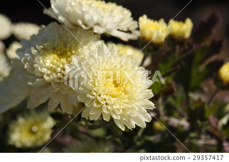 Late autumn chrysanthemum wrapped in dew Late autumn chrysanthemum wrapped in dew 29357417