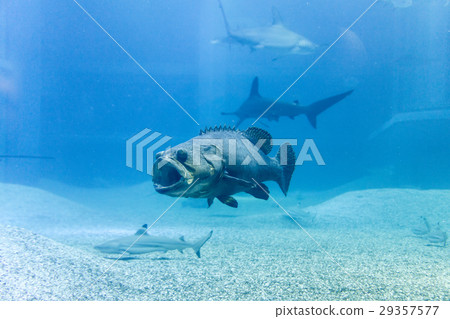 Giant grouper with shark in blue sea 29357577