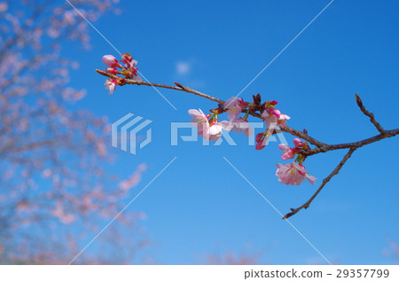 Azuma cold cherry clear blue sky and spring sun a Azuma cold cherry clear blue sky and spring sun a 29357799
