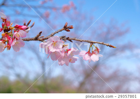 Azuma冷的櫻桃清楚的藍天和春天太陽c Azuma冷的櫻桃清楚的藍天和春天太陽c 29357801