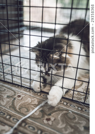 測量儀中的貓 測量儀中的貓 29358368