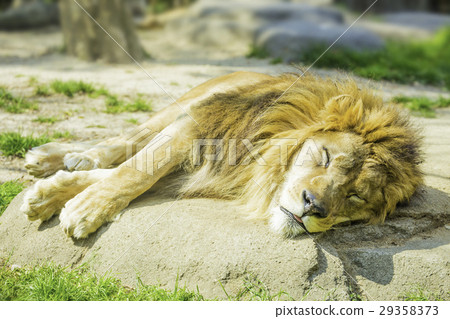 A nap of the male lion 29358373