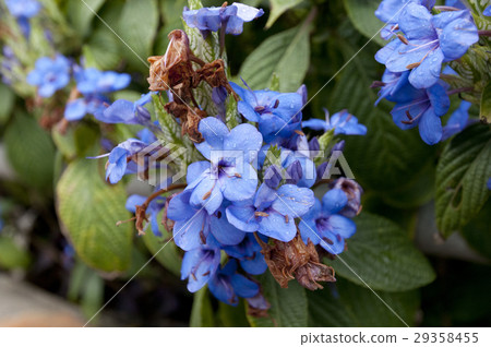 Elantemum·ティーティ -  29358455