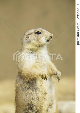 可愛的草原土撥鼠 29358694