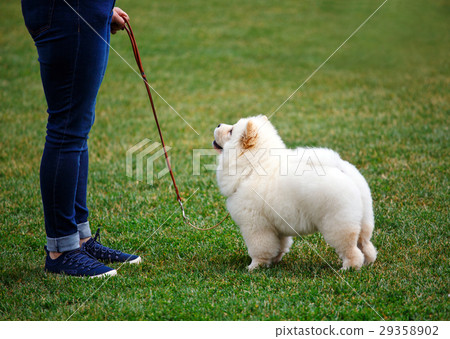 white puppy Alabai walks for dog show white puppy Alabai walks for dog show 29358902