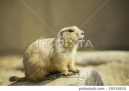 Cute prairie dog Cute prairie dog 29358938