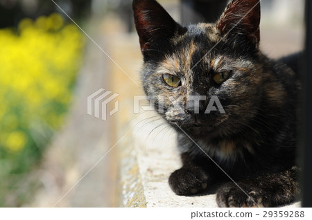 Stray cat living in idle at Yumeoga Saitama Park 29359288