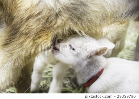 Cute baby goat's feeding scene 29359780