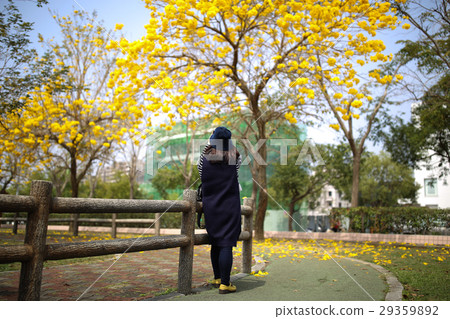 黃金風鈴木和賞花的人 29359892