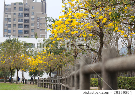 公園的黃金風鈴木 公園的黃金風鈴木 29359894