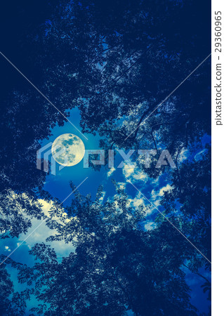 Silhouette the branches of trees against night sky Silhouette the branches of trees against night sky 29360965