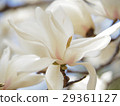 Haku Mokren 29361127