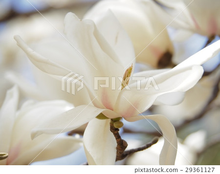 Haku Mokren Haku Mokren 29361127
